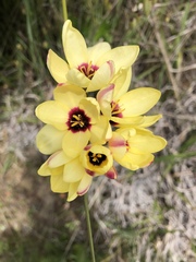 Ixia maculata