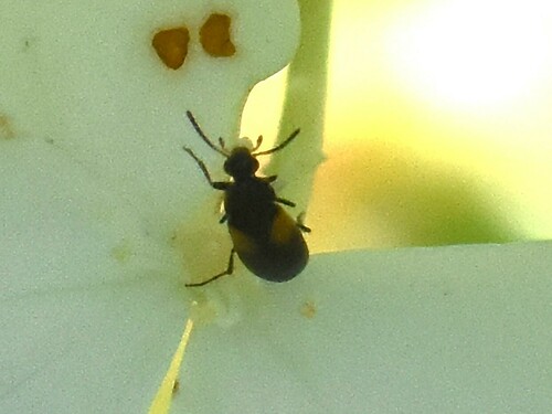 Anaspis fasciata, Groesbeek, Nederland, photo 3 of 10