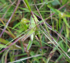 Rhammatocerus viatorius