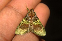 Locastra viridis