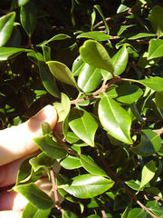 Metrosideros bartlettii