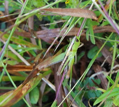 Rhammatocerus viatorius