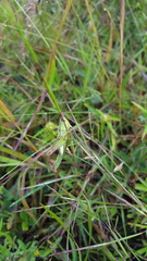 Rhammatocerus viatorius