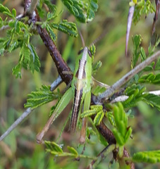 Rhammatocerus viatorius