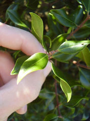 Metrosideros bartlettii