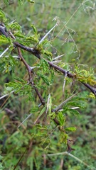 Rhammatocerus viatorius