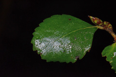 Nothofagus truncata