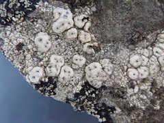 Pertusaria platystoma
