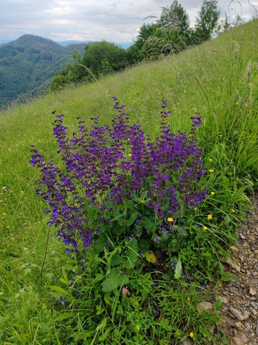Image of Salvia saccardiana by (c) Ljaž, some rights reserved (CC BY)