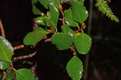 Nothofagus truncata