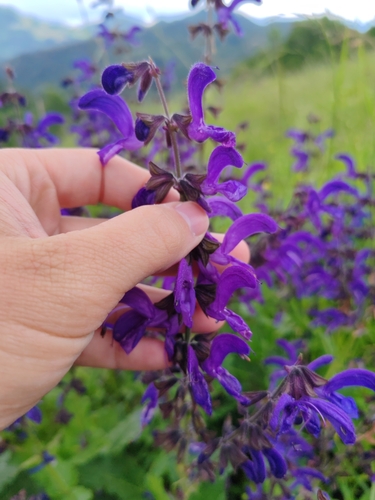 Image of Salvia saccardiana by (c) Ljaž, some rights reserved (CC BY)