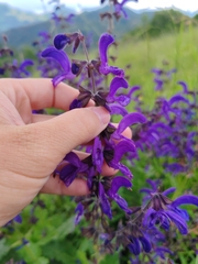 Salvia saccardiana, photograph Ljaž, CC BY, iNaturalist via GBIF