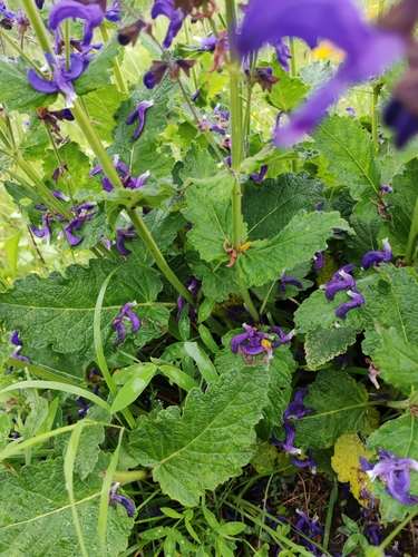 Image of Salvia saccardiana by (c) Ljaž, some rights reserved (CC BY)