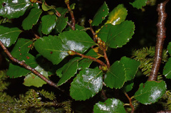 Nothofagus truncata