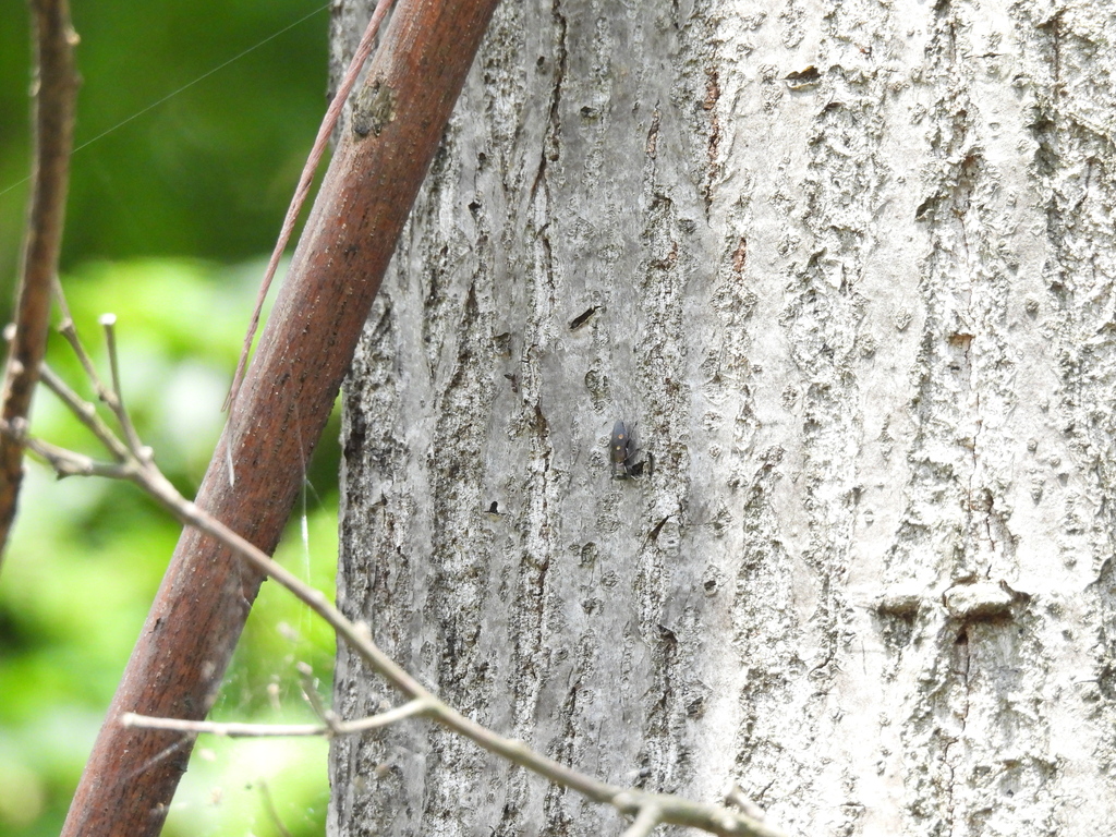 ムツボシタマムシ