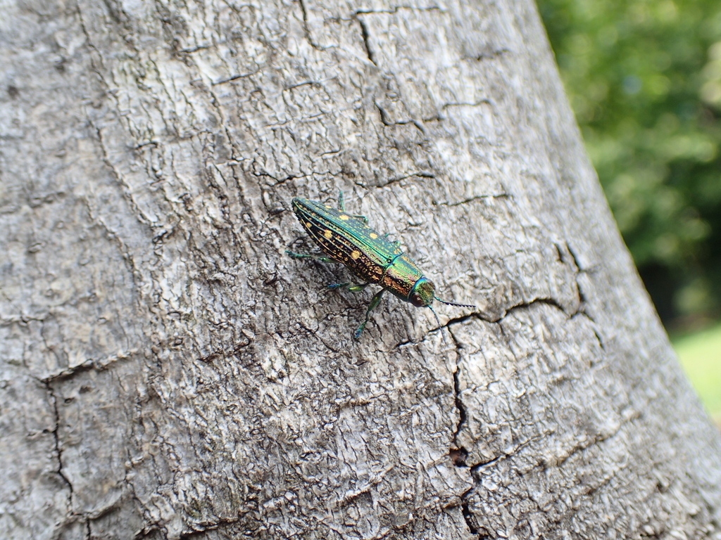 アオマダラタマムシ