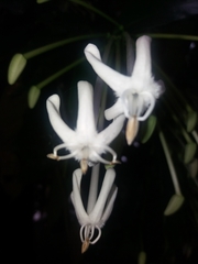 Posoqueria latifolia