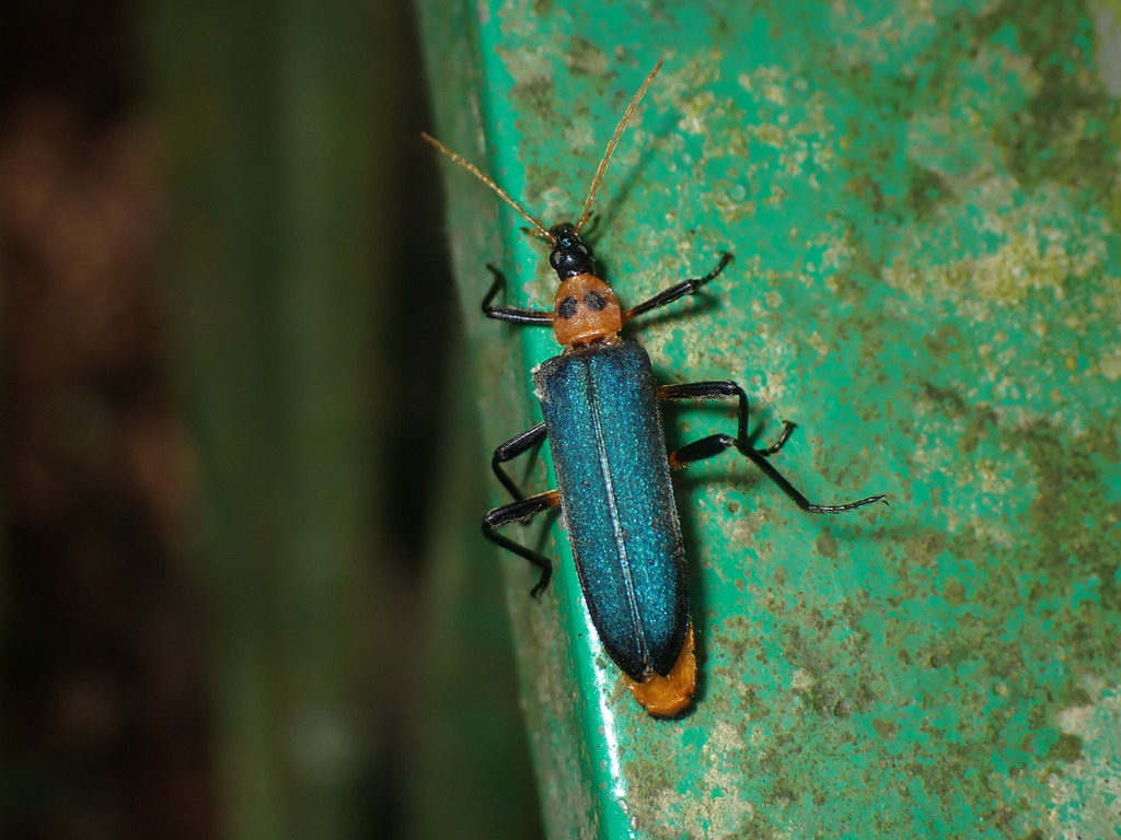 Idgia oculata