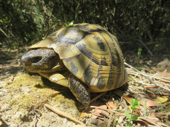 Testudo hermanni hermanni