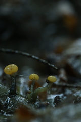 Vibrissea truncorum