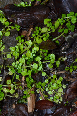 Callitriche muelleri