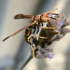 Polistes exclamans