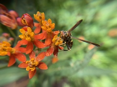 Polistes exclamans