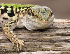 Italian Wall Lizard photo 4