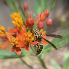 Polistes exclamans