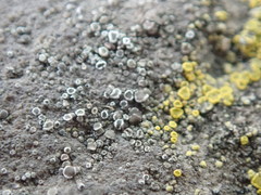 Myriolecis crenulata