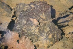 Lymnaea stagnalis