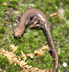 Plethodon hubrichti