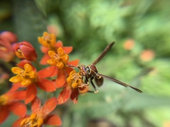 Polistes exclamans