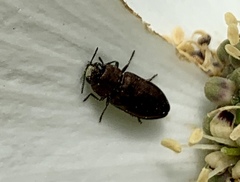 Buprestinae