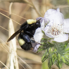 Bombus crotchii