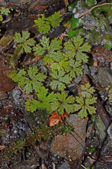 Hydrocotyle dissecta