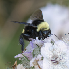 Bombus crotchii