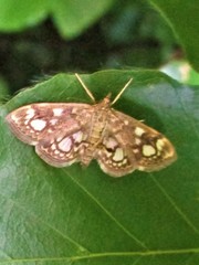 Anania coronata
