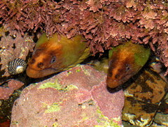 Gymnothorax prasinus