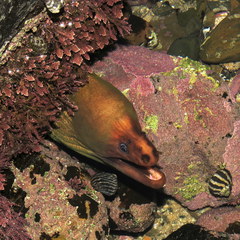 Gymnothorax prasinus