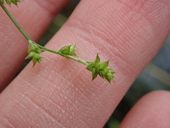 Carex rosea