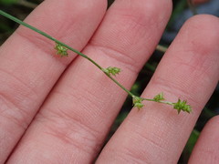 Carex rosea