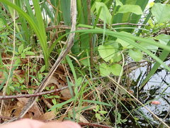 Carex rosea