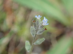 Myosotis stricta