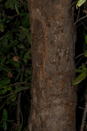 Brown Tree Snake sighting