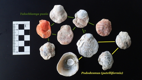 Humpback Scallop