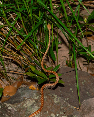 Brown Tree Snake sighting