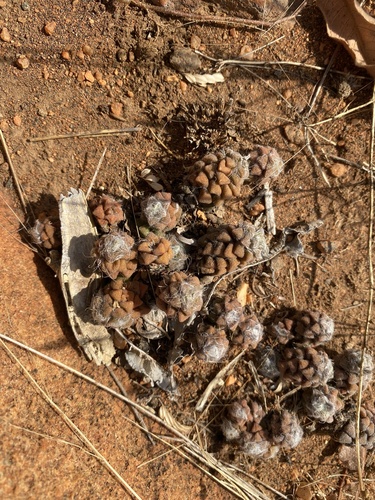 Anacampseros subnuda