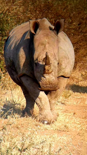 White rhinoceros