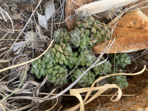 Anacampseros subnuda